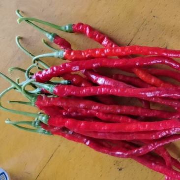 精品鸡肠红，每天稳定出货中