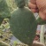 仙人掌种片(云钻、滇红、宝塔)