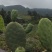 仙人掌种片(云钻、滇红、宝塔)