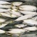 新鲜冷冻青占鱼青花鱼鲅鱼青条鱼小头鱼青条海鲜海捕锁鲜批发冰鲜