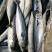新鲜冷冻青占鱼青花鱼鲅鱼青条鱼小头鱼青条海鲜海捕锁鲜批发冰鲜