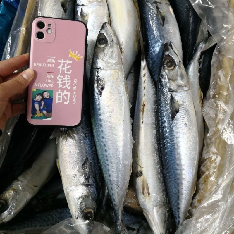 新鲜冷冻青占鱼青花鱼鲅鱼青条鱼小头鱼青条海鲜海捕锁鲜批发冰鲜