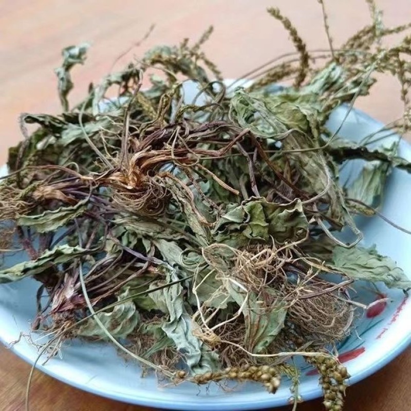 新鲜整棵车前草车轮草晒干泡水
