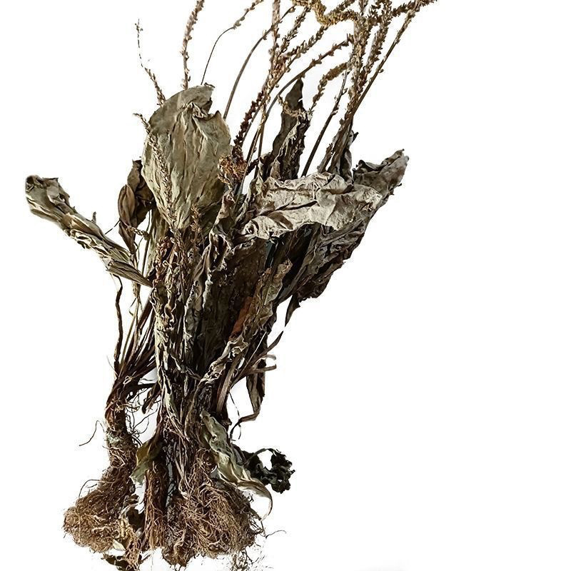 新鲜整棵车前草车轮草晒干泡水