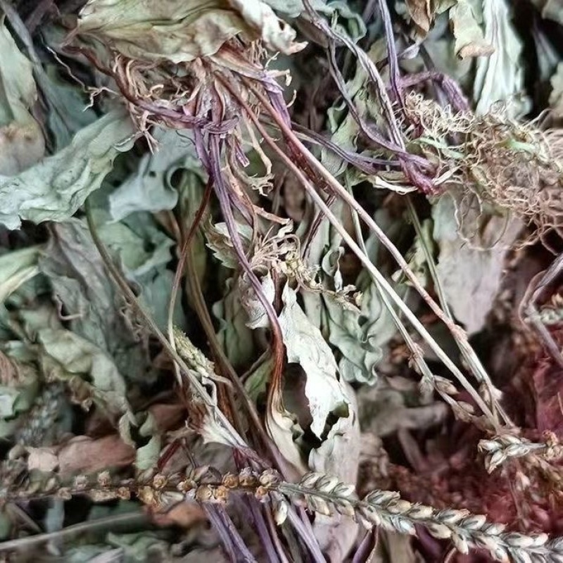 新鲜整棵车前草车轮草晒干泡水