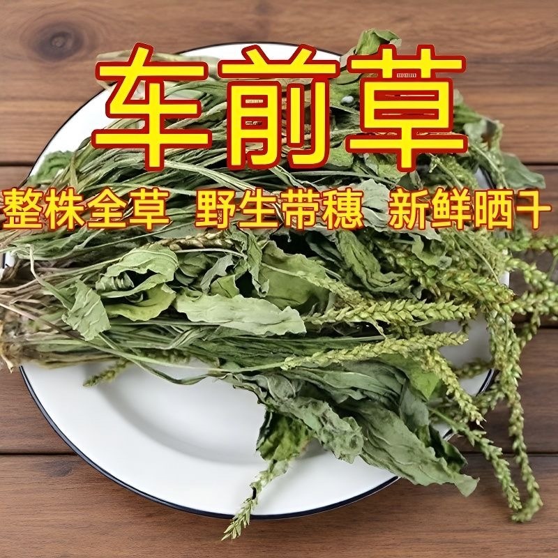 新鲜整棵车前草车轮草晒干泡水