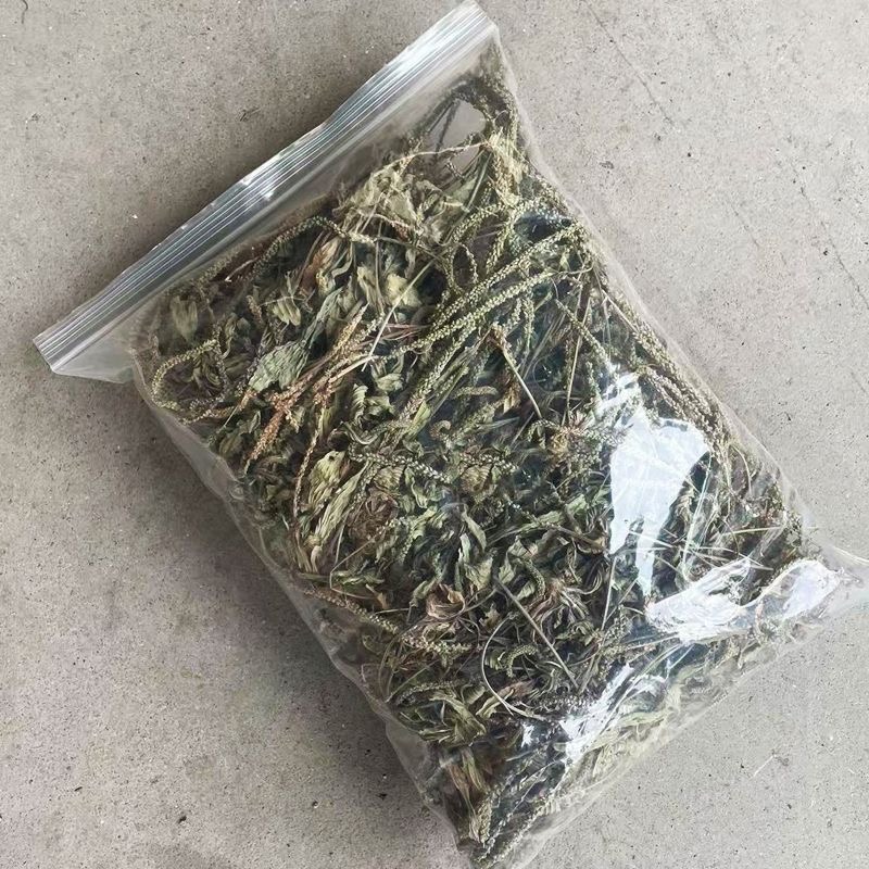 新鲜整棵车前草车轮草晒干泡水