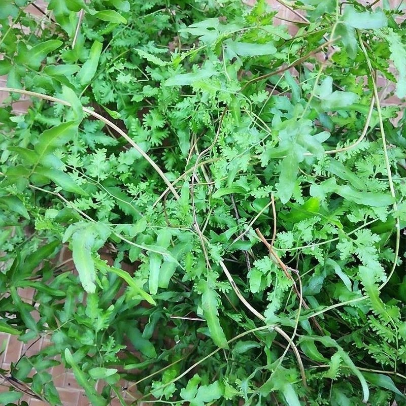 新鲜整颗海金砂藤蛤蟆藤草藤