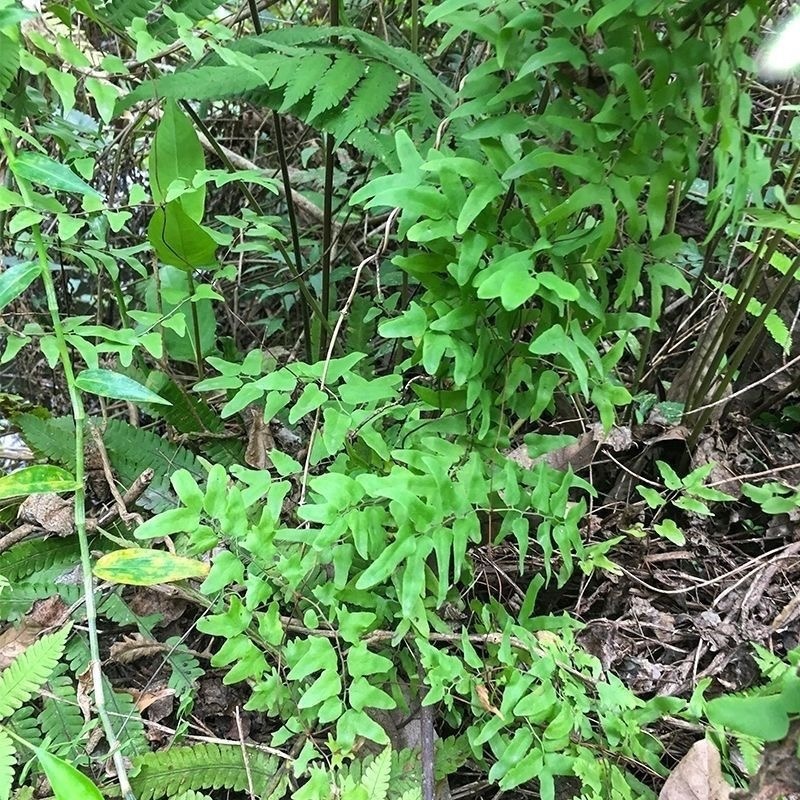 新鲜整颗海金砂藤蛤蟆藤草藤