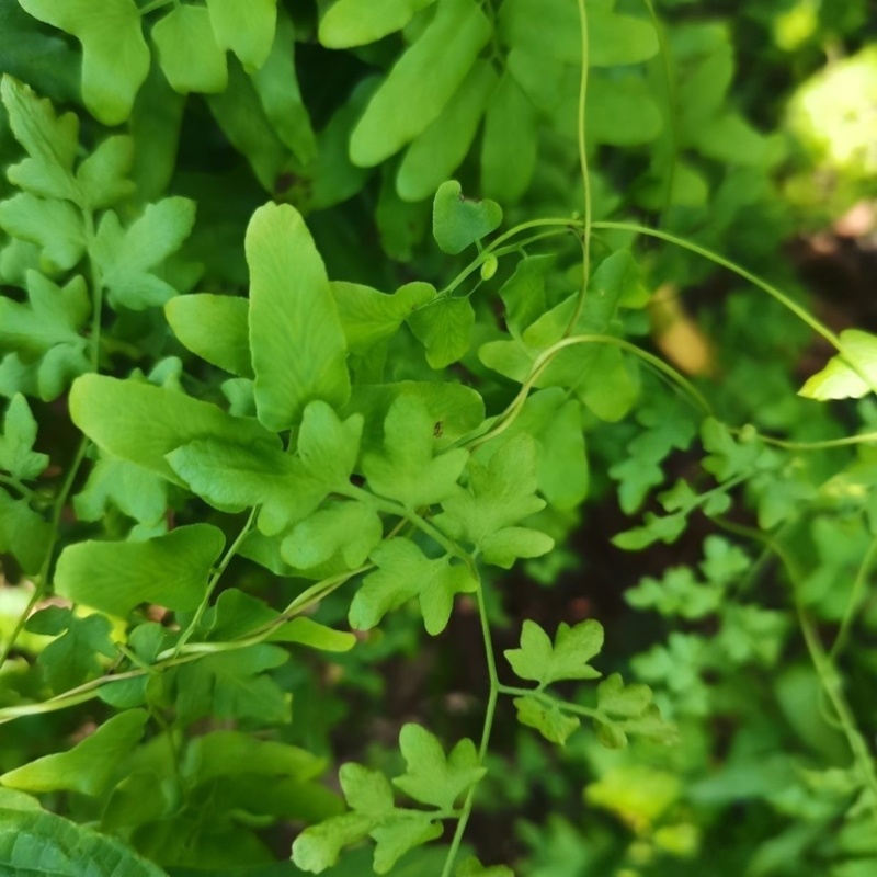 新鲜整颗海金砂藤蛤蟆藤草藤