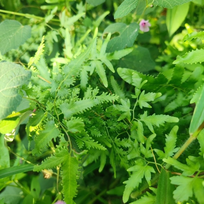新鲜整颗海金砂藤蛤蟆藤草藤