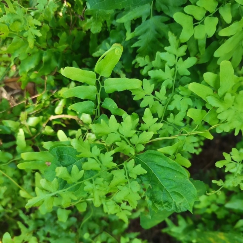 新鲜整颗海金砂藤蛤蟆藤草藤