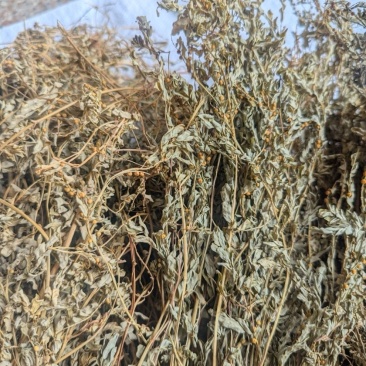 野生新鲜晒干叶下珠珍珠草龙珠草整颗