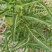 野生新鲜晒干叶下珠珍珠草龙珠草整颗
