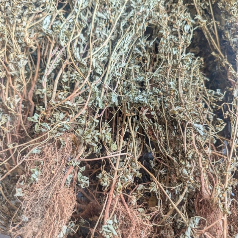 野生新鲜晒干叶下珠珍珠草龙珠草整颗