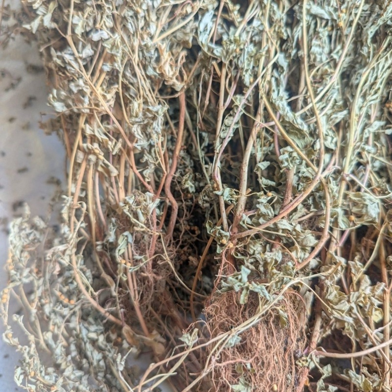 野生新鲜晒干叶下珠珍珠草龙珠草整颗