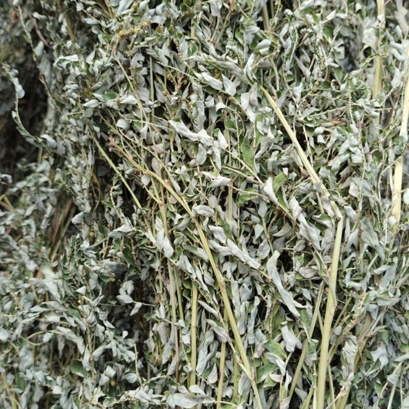 野生新鲜晒干叶下珠珍珠草龙珠草整颗