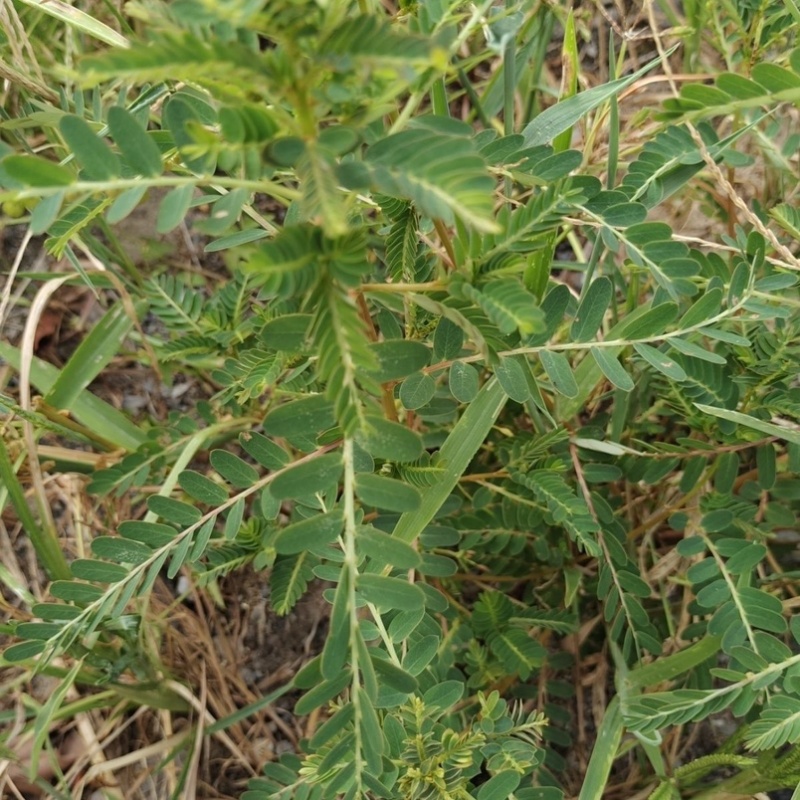 野生新鲜晒干叶下珠珍珠草龙珠草整颗