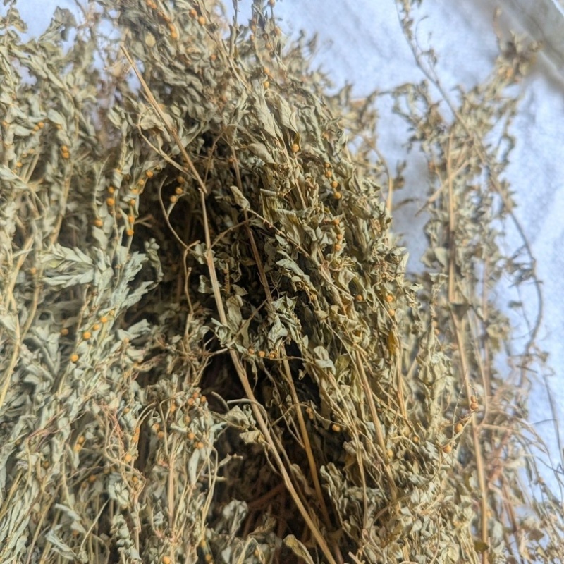野生新鲜晒干叶下珠珍珠草龙珠草整颗