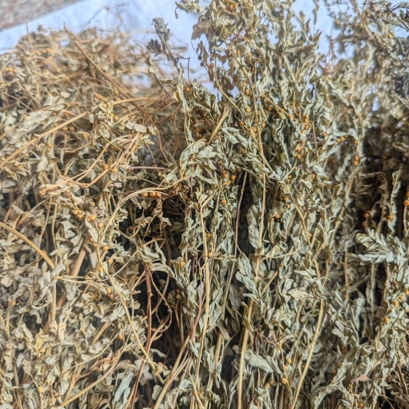 野生新鲜晒干叶下珠珍珠草龙珠草整颗