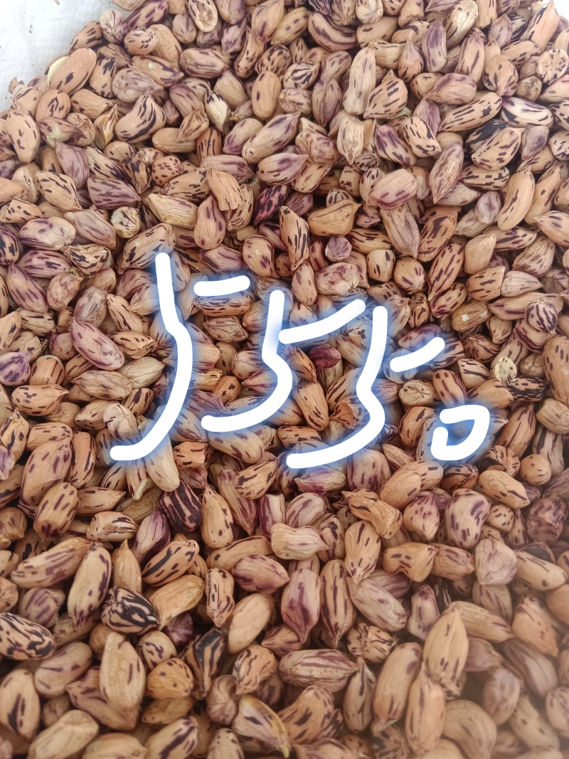 七彩花生米厂家发货