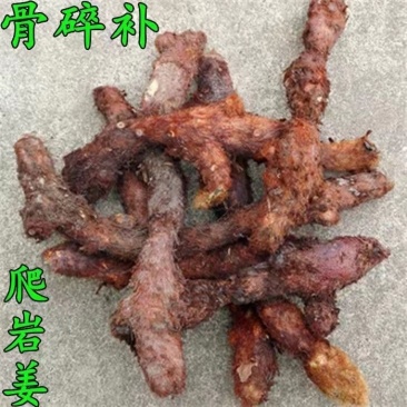 新鲜骨碎补爬岩姜风姜爬岩姜毛姜猴姜