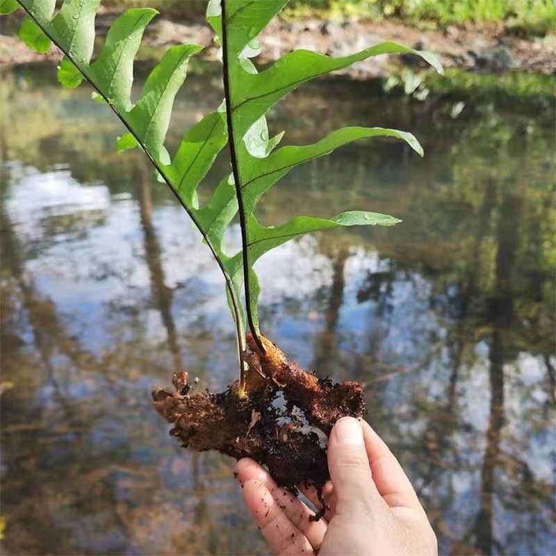 新鲜骨碎补爬岩姜风姜爬岩姜毛姜猴姜