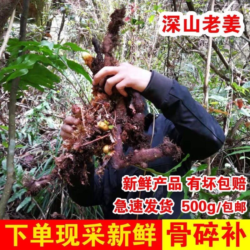 新鲜骨碎补爬岩姜风姜爬岩姜毛姜猴姜