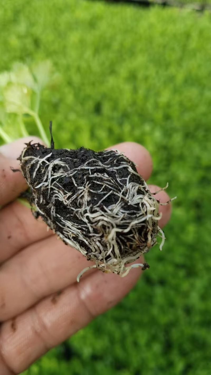芹菜苗，地拔穴盘都有
