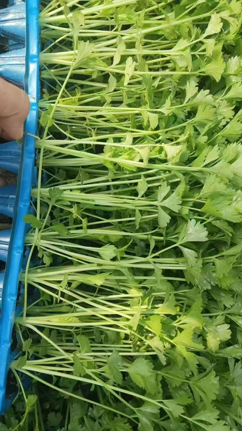 芹菜苗，地拔穴盘都有