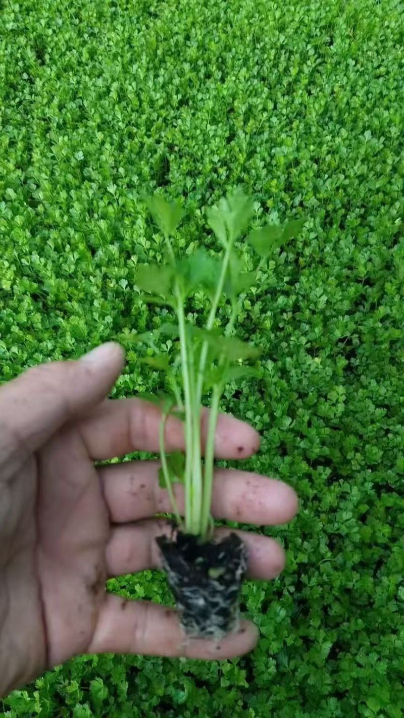 芹菜苗，地拔穴盘都有