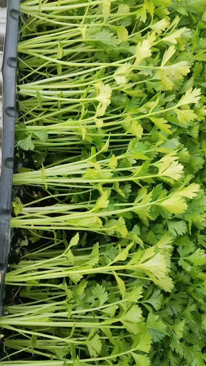 芹菜苗，地拔穴盘都有