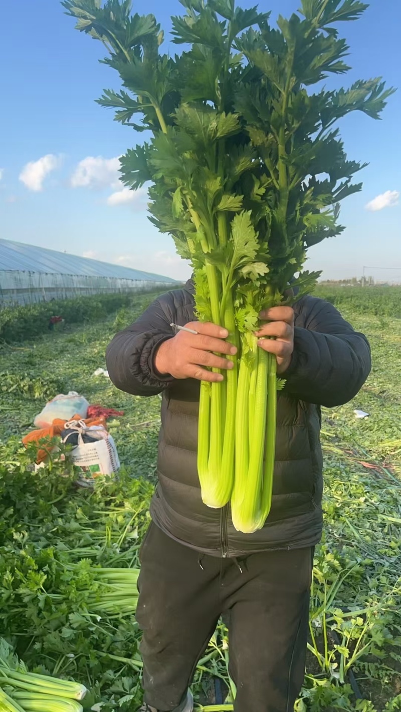 芹菜苗，地拔穴盘都有