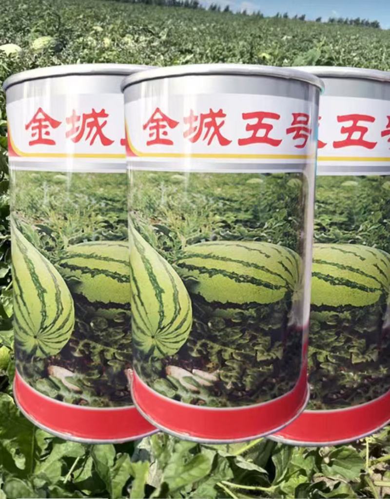 西瓜苗，嫁接美都8424苗，甜瓜苗支持全国发苗
