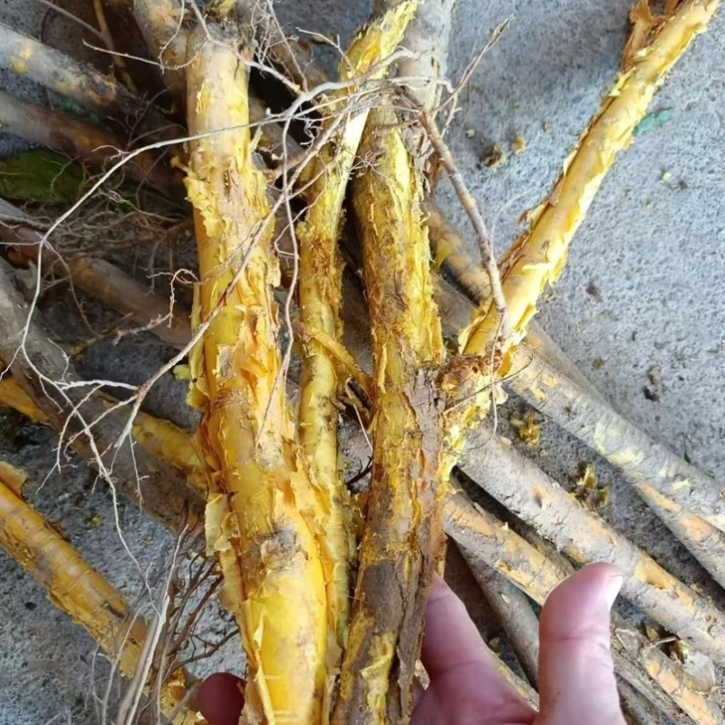 穿破石九层皮川破石
