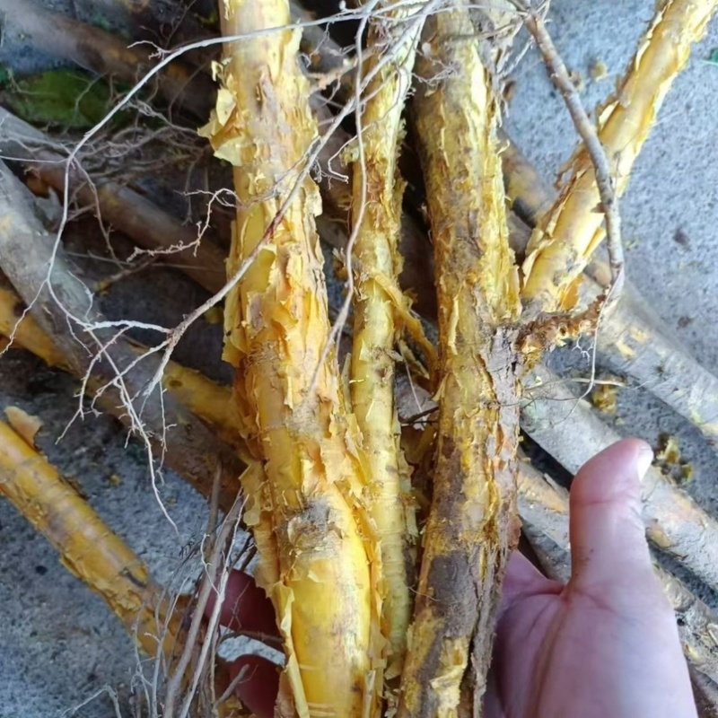 穿破石九层皮川破石