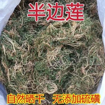 新鲜晒干***无流半边莲半支莲半边花细米草