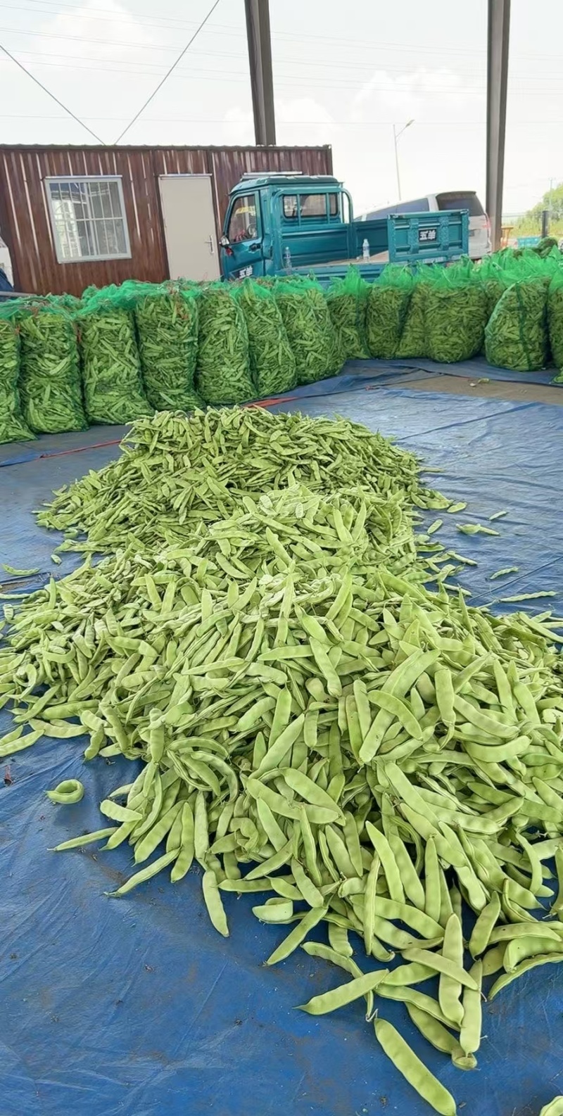 吉林油豆角大量供应，产地直发