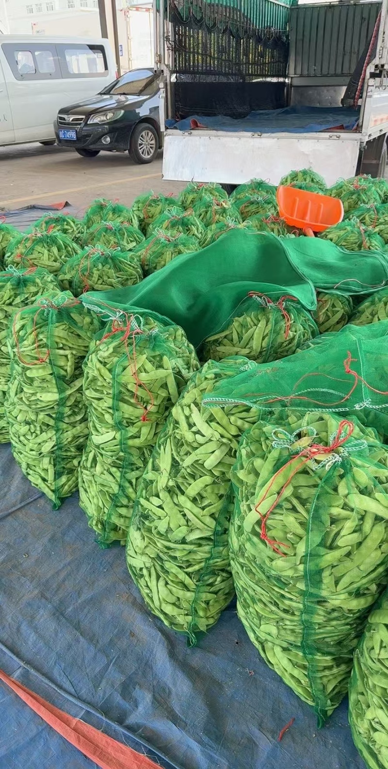 吉林油豆角大量供应，产地直发