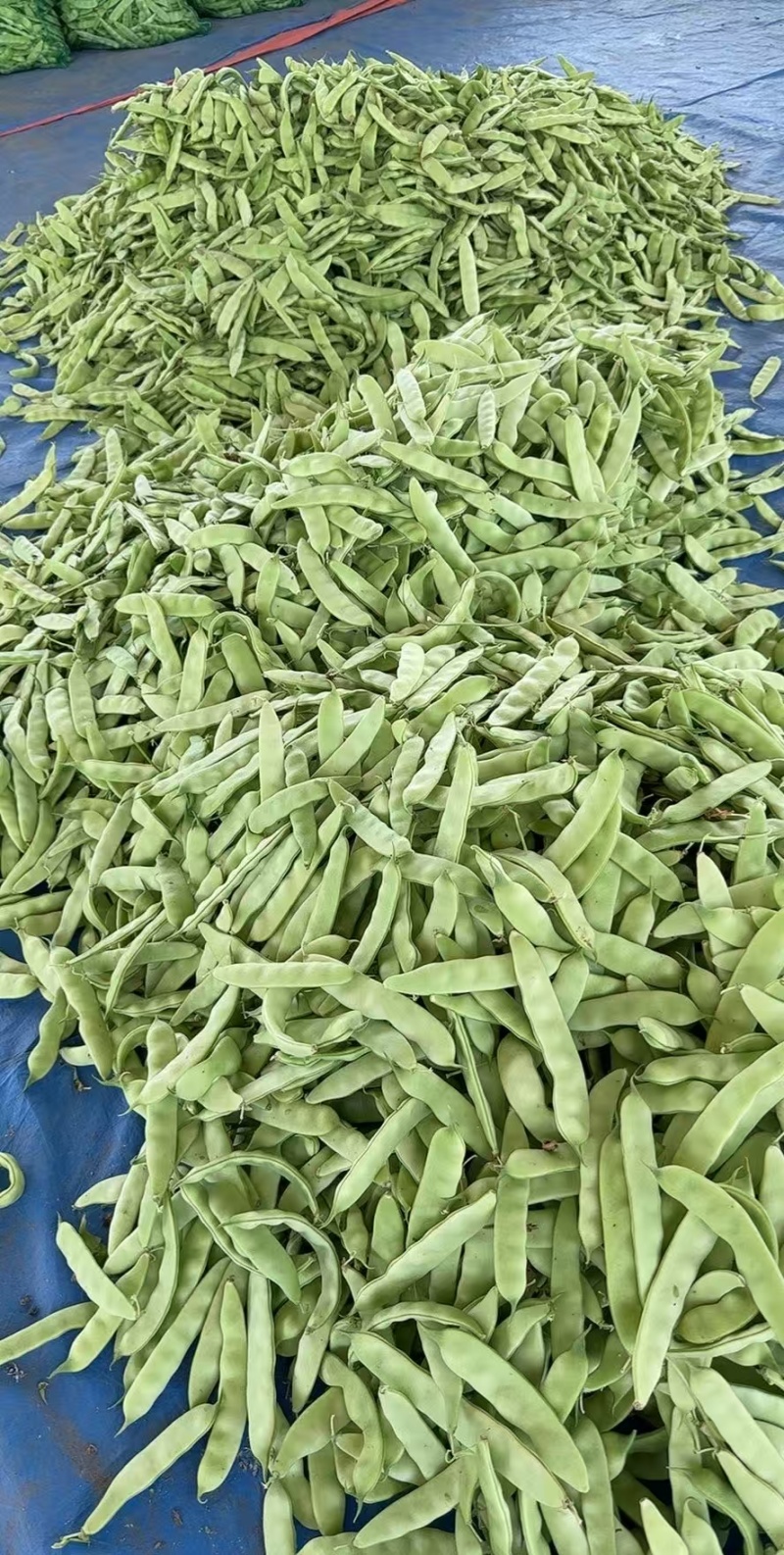 吉林油豆角大量供应，产地直发