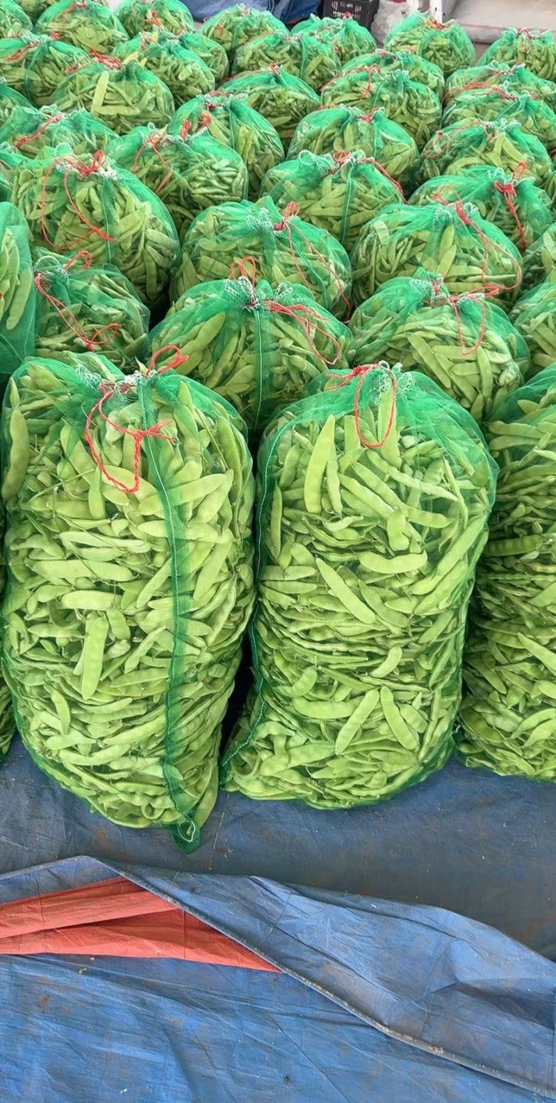吉林油豆角大量供应，产地直发