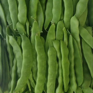 吉林油豆角大量上市，全国代发，可视频看货