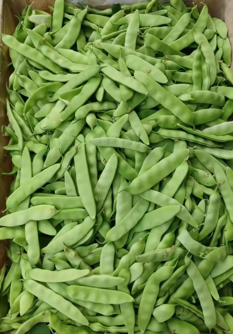 吉林油豆角大量上市，全国代发，可视频看货