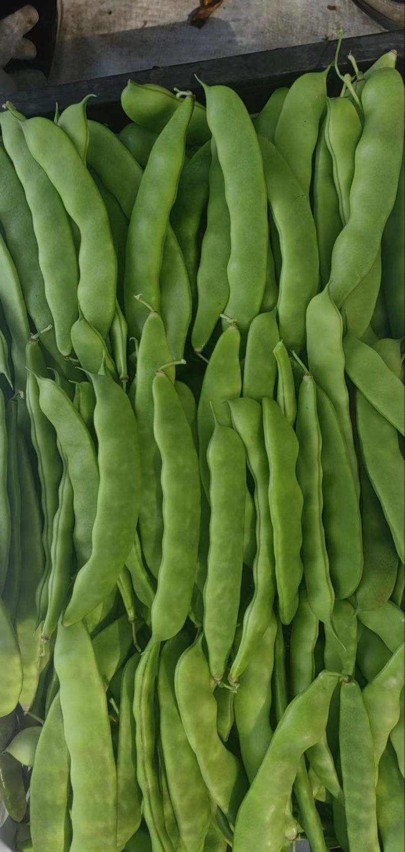 吉林油豆角大量上市，全国代发，可视频看货