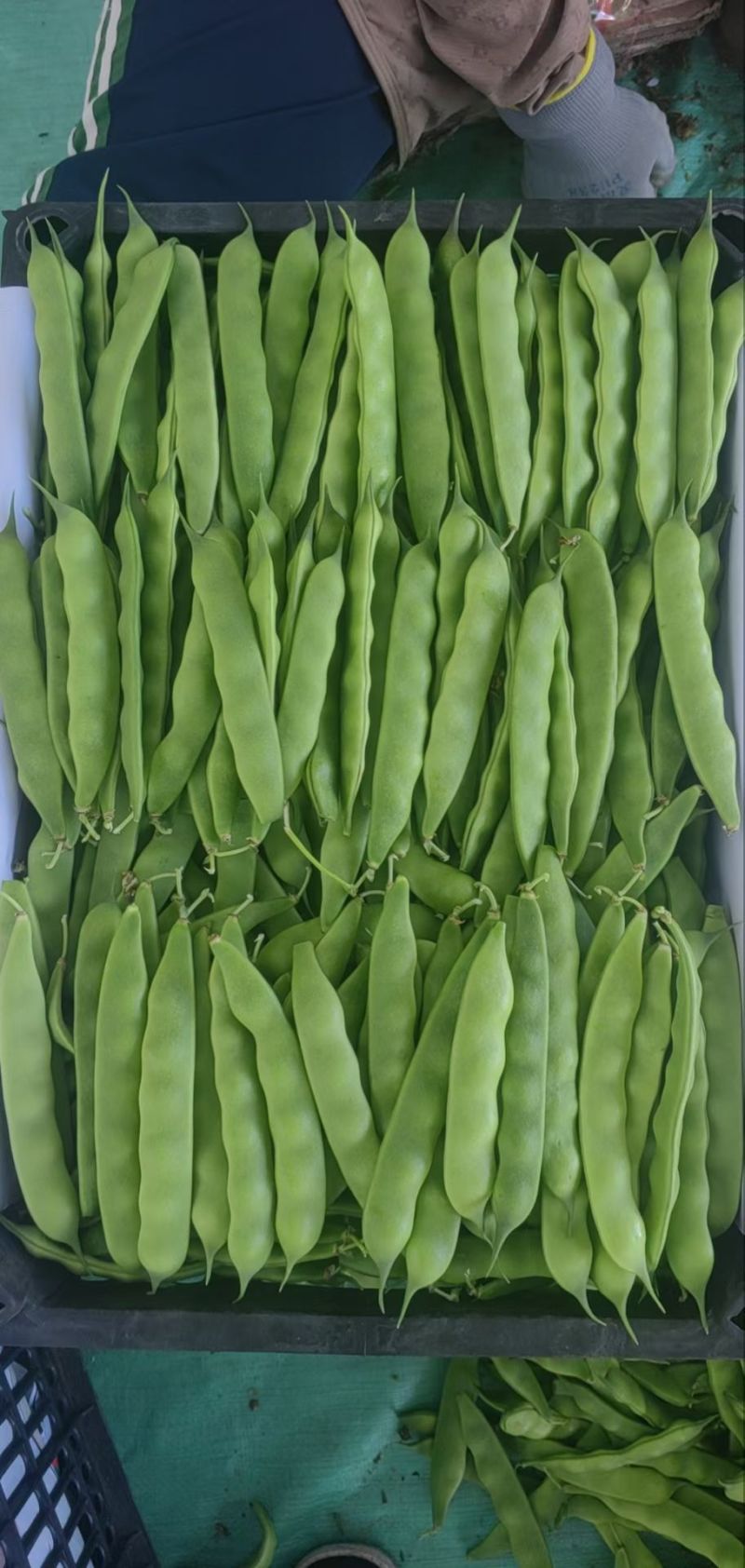 吉林油豆角大量上市，全国代发，可视频看货