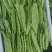 吉林油豆角大量上市，全国代发，可视频看货