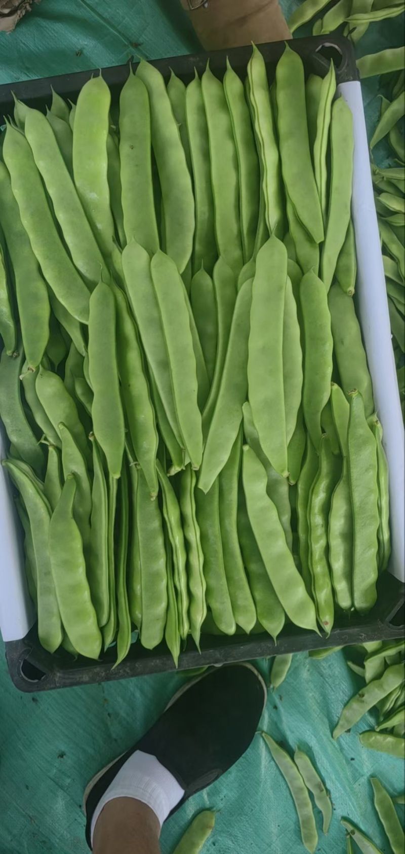 吉林油豆角大量上市，全国代发，可视频看货