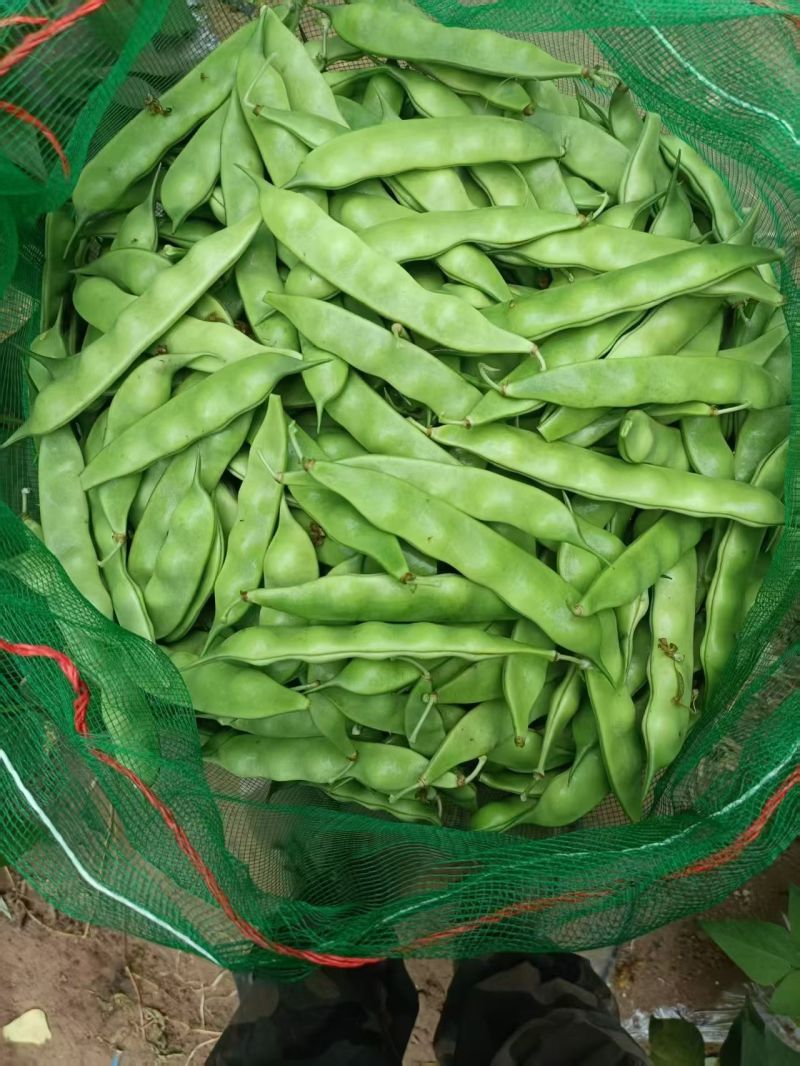 吉林油豆角大量上市，全国代发，可视频看货