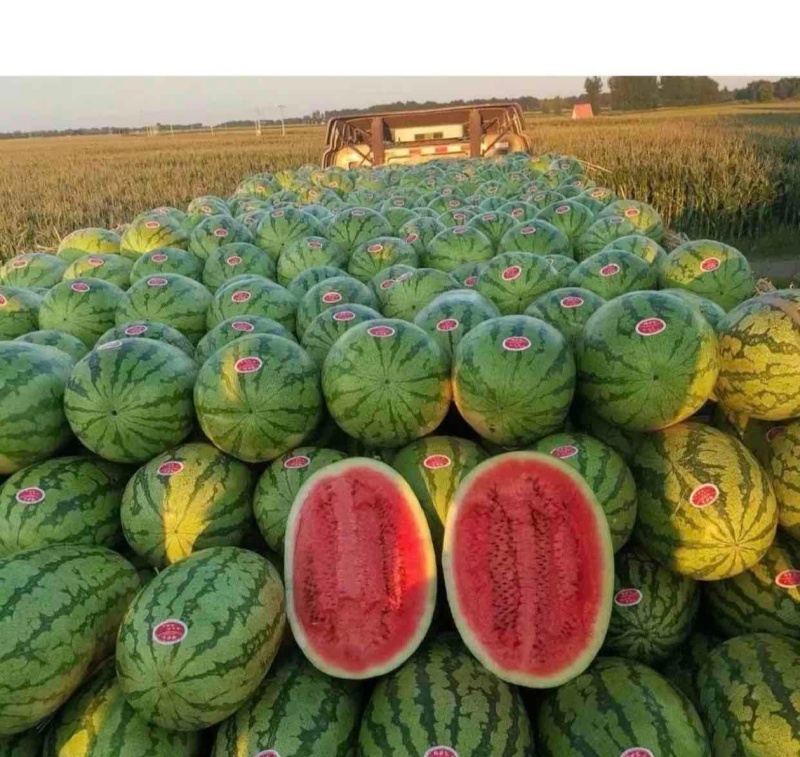 （金花系列）宁夏金花西瓜/产地直发/整车批发供应