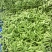 吉林油豆角大量上市，全国代发，可视频看货
